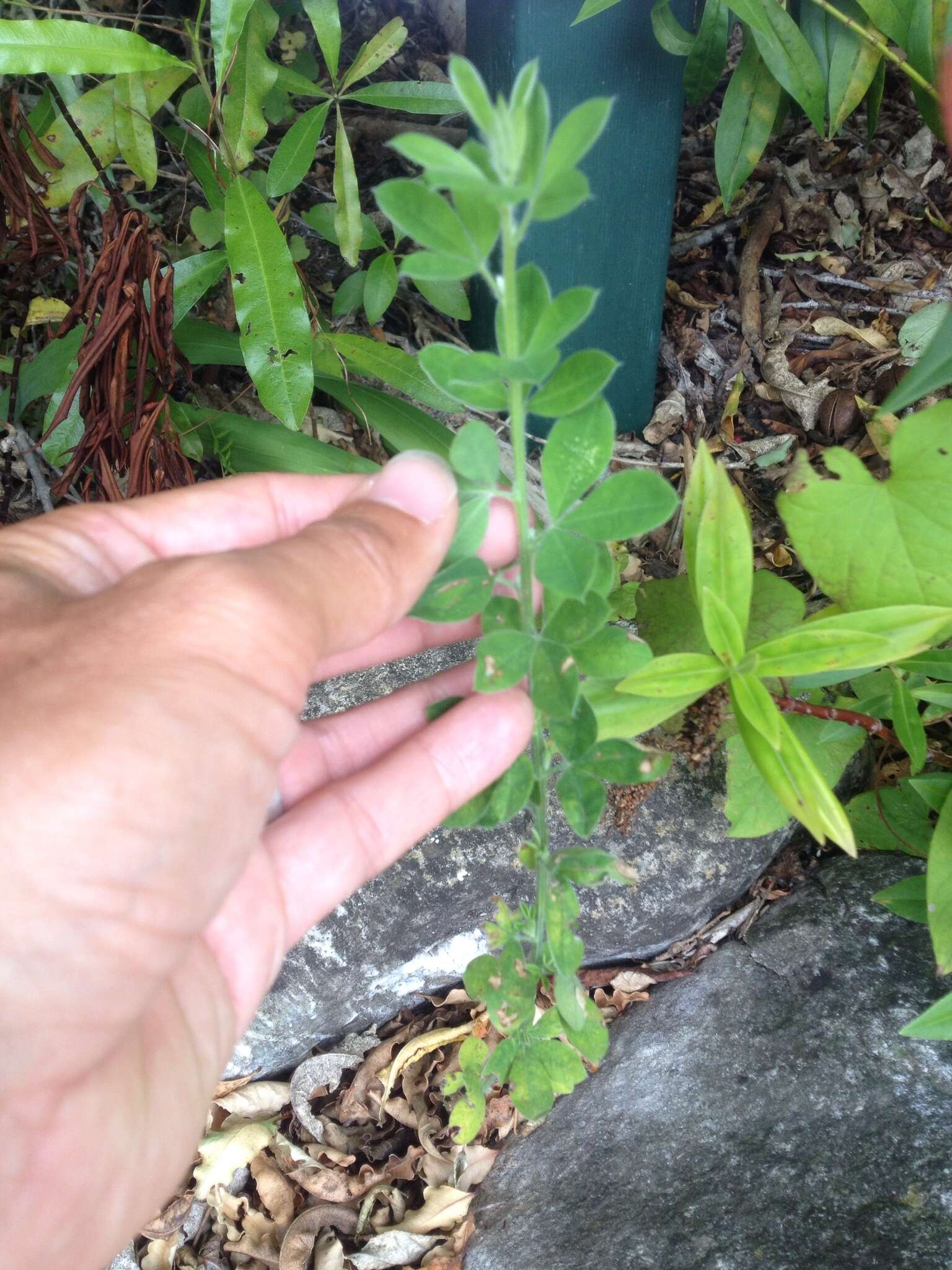 Image of <i>Chamaecytisus prolifer</i> subsp. <i>palmensis</i> (Christ) G. Kunkel