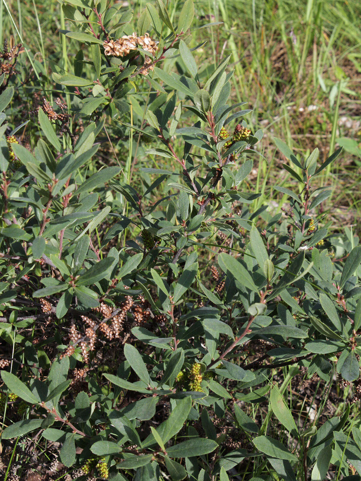 Image of Bog-myrtle