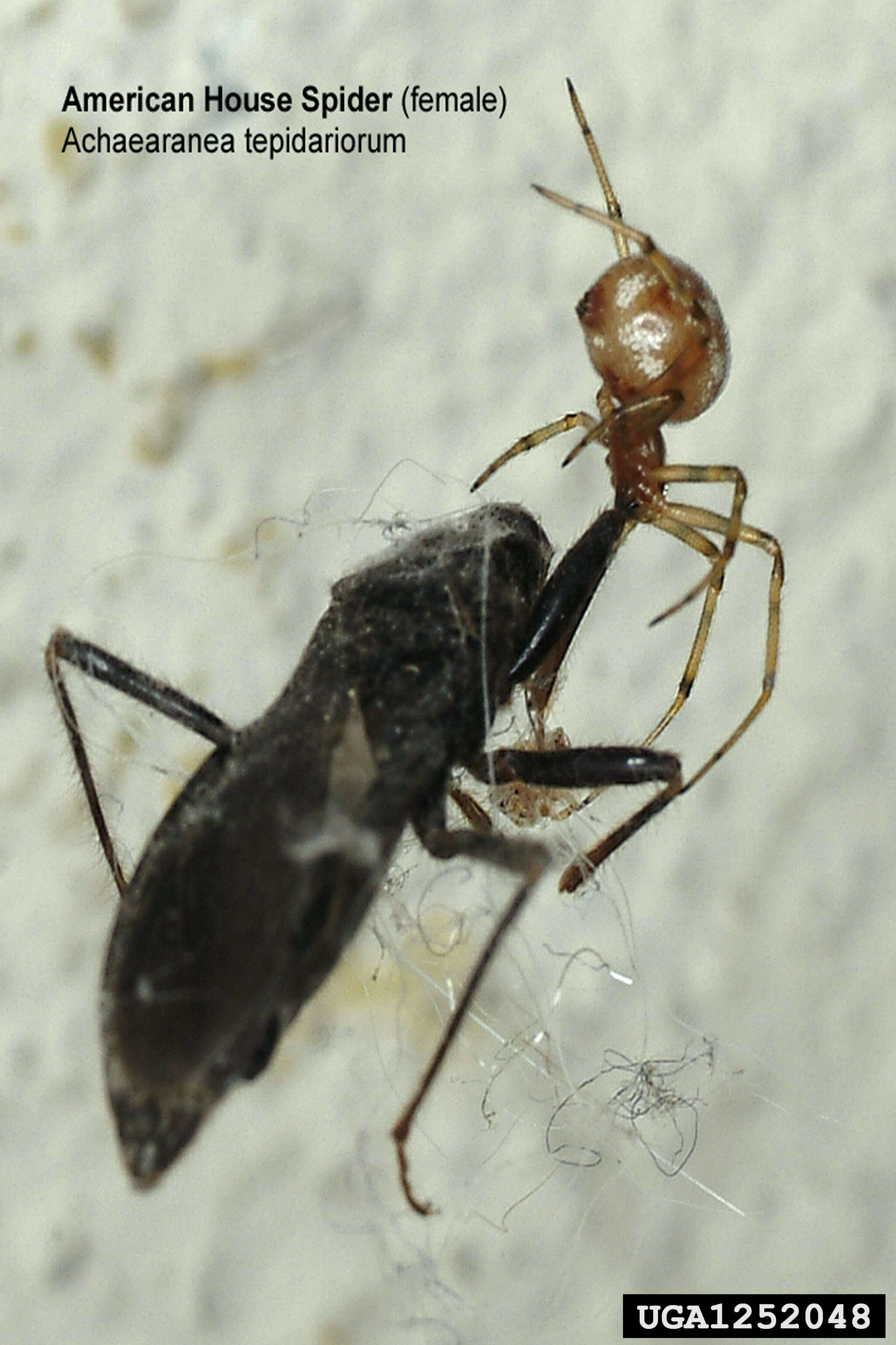 Image of Parasteatoda