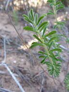 Sivun Oxalis hirta var. tubiflora (Jacq.) Salter kuva