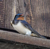 Image of Hirundo Linnaeus 1758