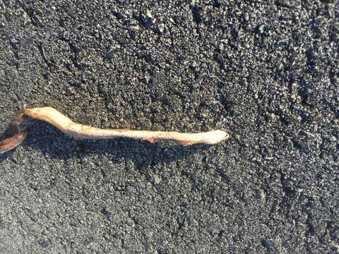 Image of Florida brown snake