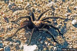 Image of Texas Brown Tarantula