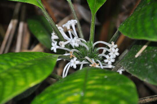 Image of Amphidasya panamensis C. M. Taylor