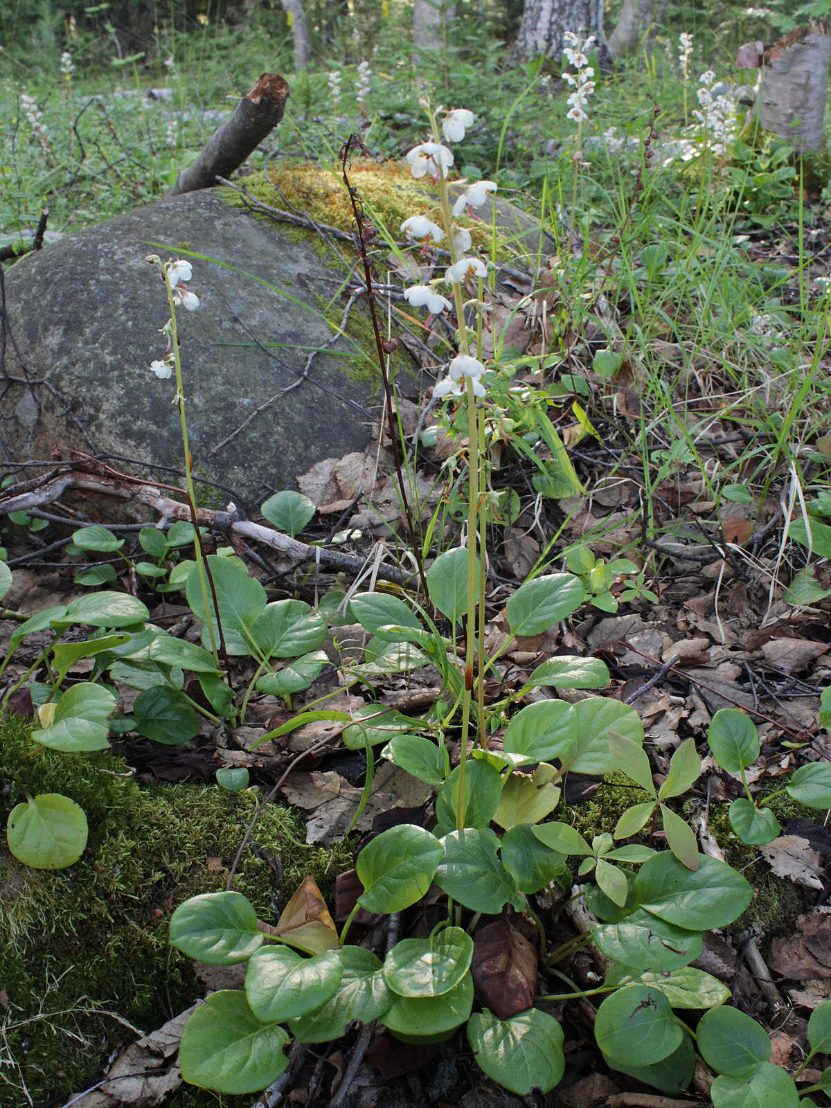 Image of round-leaved wintergreen