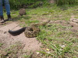 Image of Crotalus molossus nigrescens Gloyd 1936