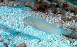 Image of Threespot wrasse