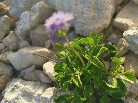 Imagem de Ageratum maritimum Kunth