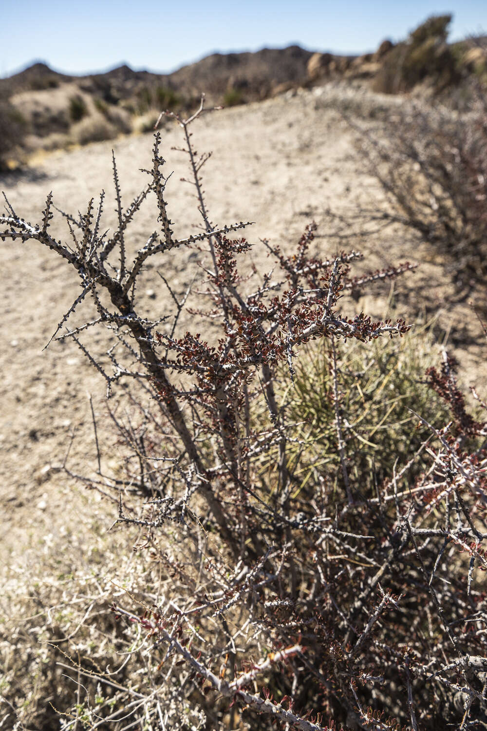 Image of Hall's shrubby-spurge