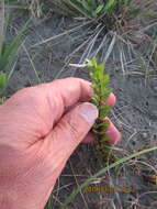 Image of <i>Epilobium billardiereanum</i>