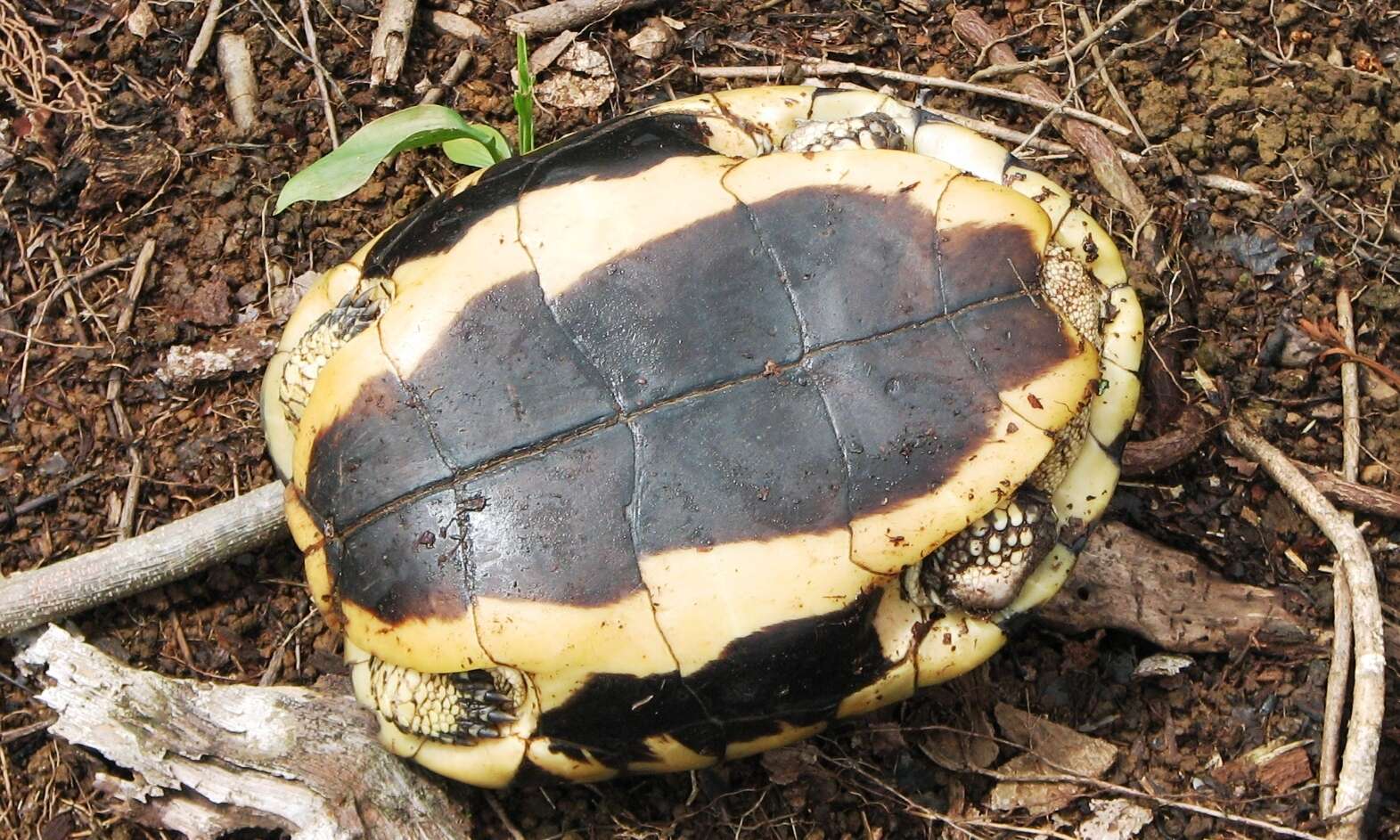 Image of Brown Land Turtle