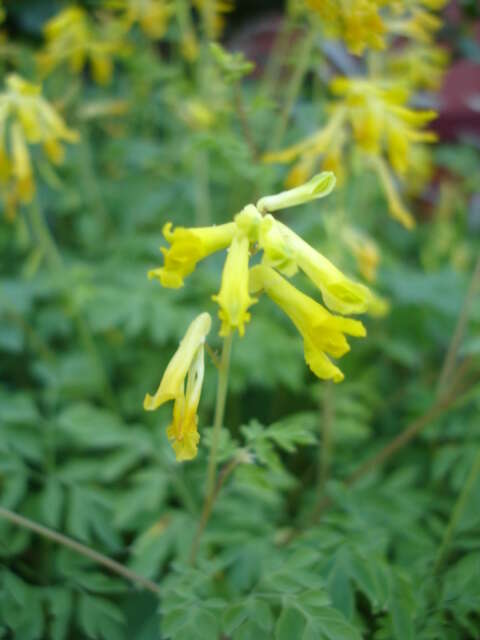 Image of yellow corydalis