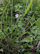 Imagem de Euphrasia stricta D. Wolff ex J. F. Lehm.