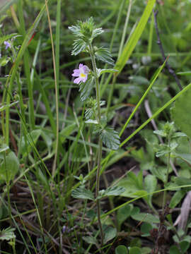 Imagem de Euphrasia stricta D. Wolff ex J. F. Lehm.