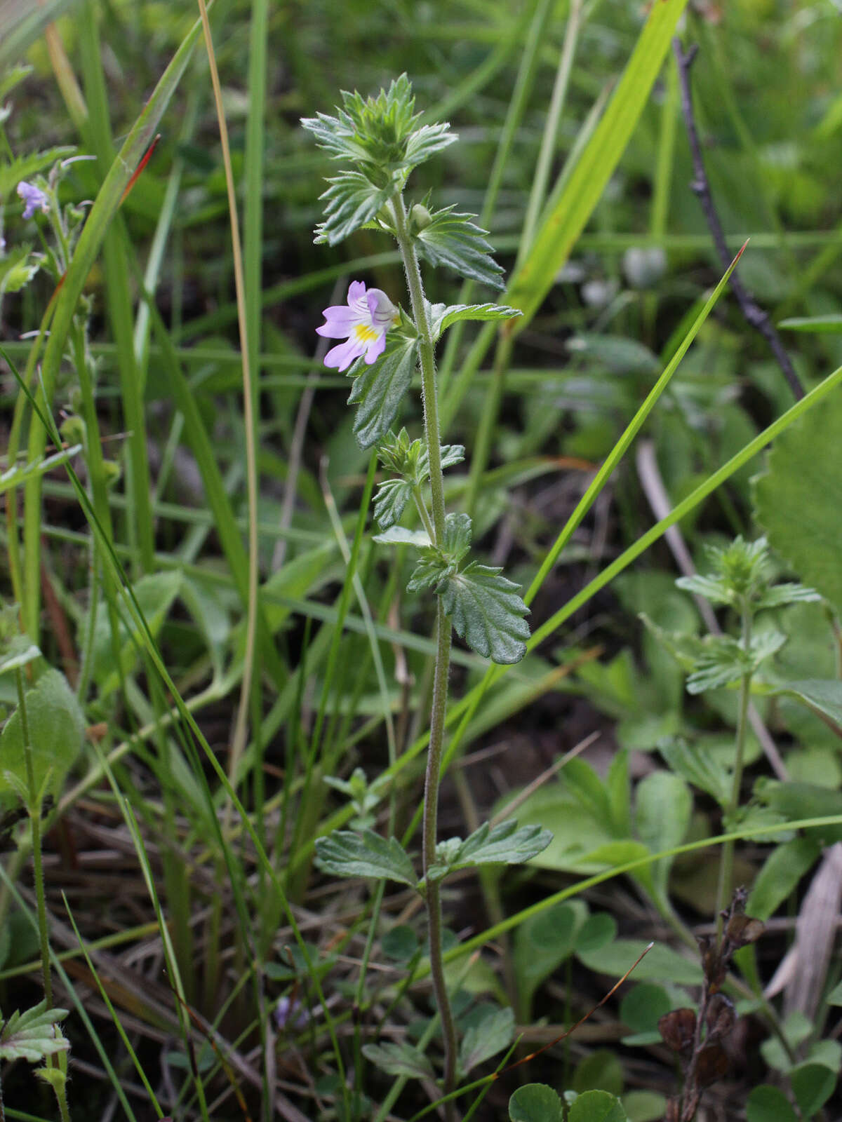 Слика од Euphrasia stricta D. Wolff ex J. F. Lehm.