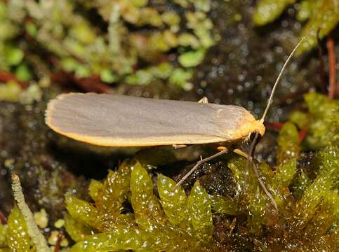 Image of common footman