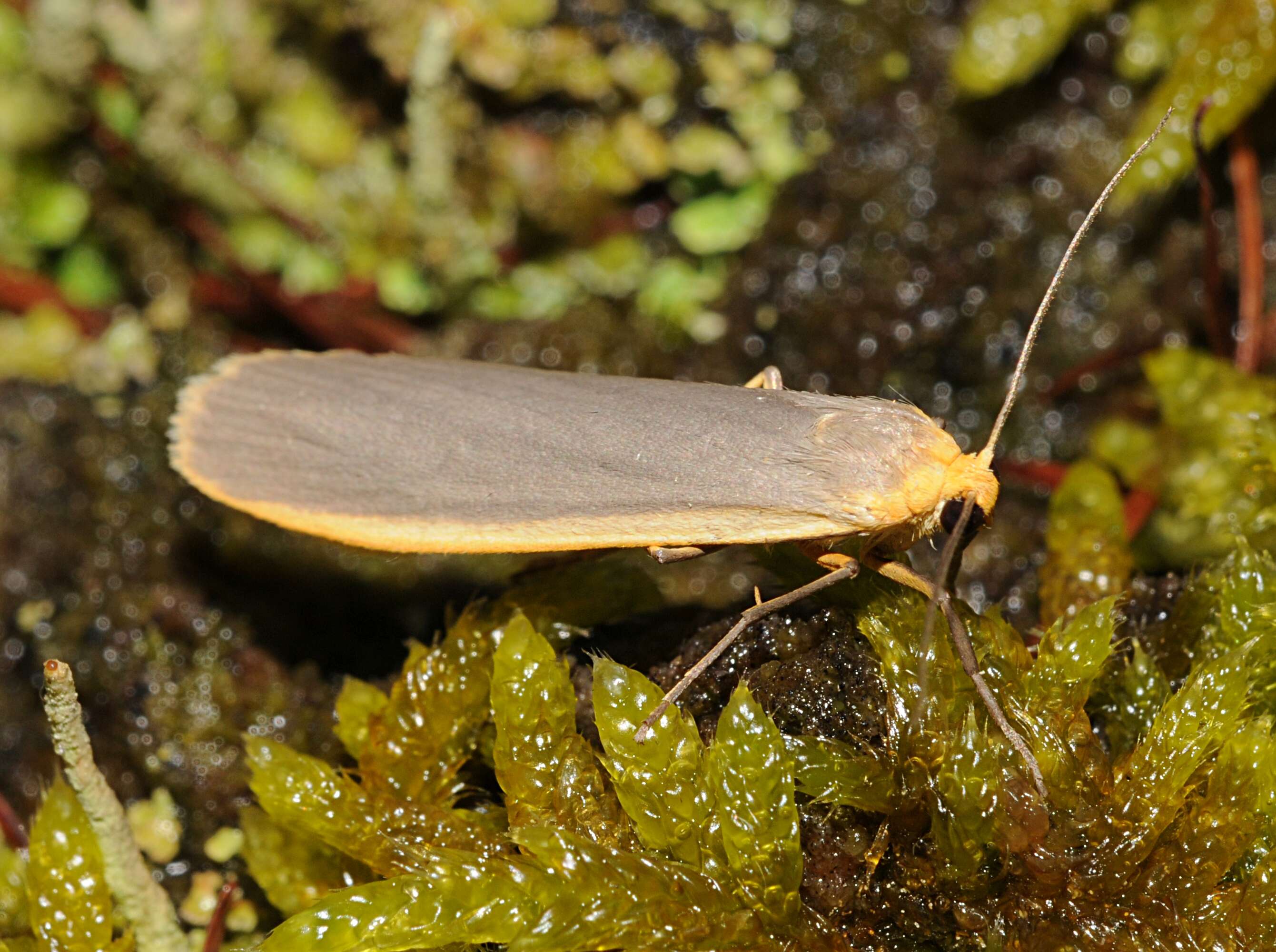 Image of common footman