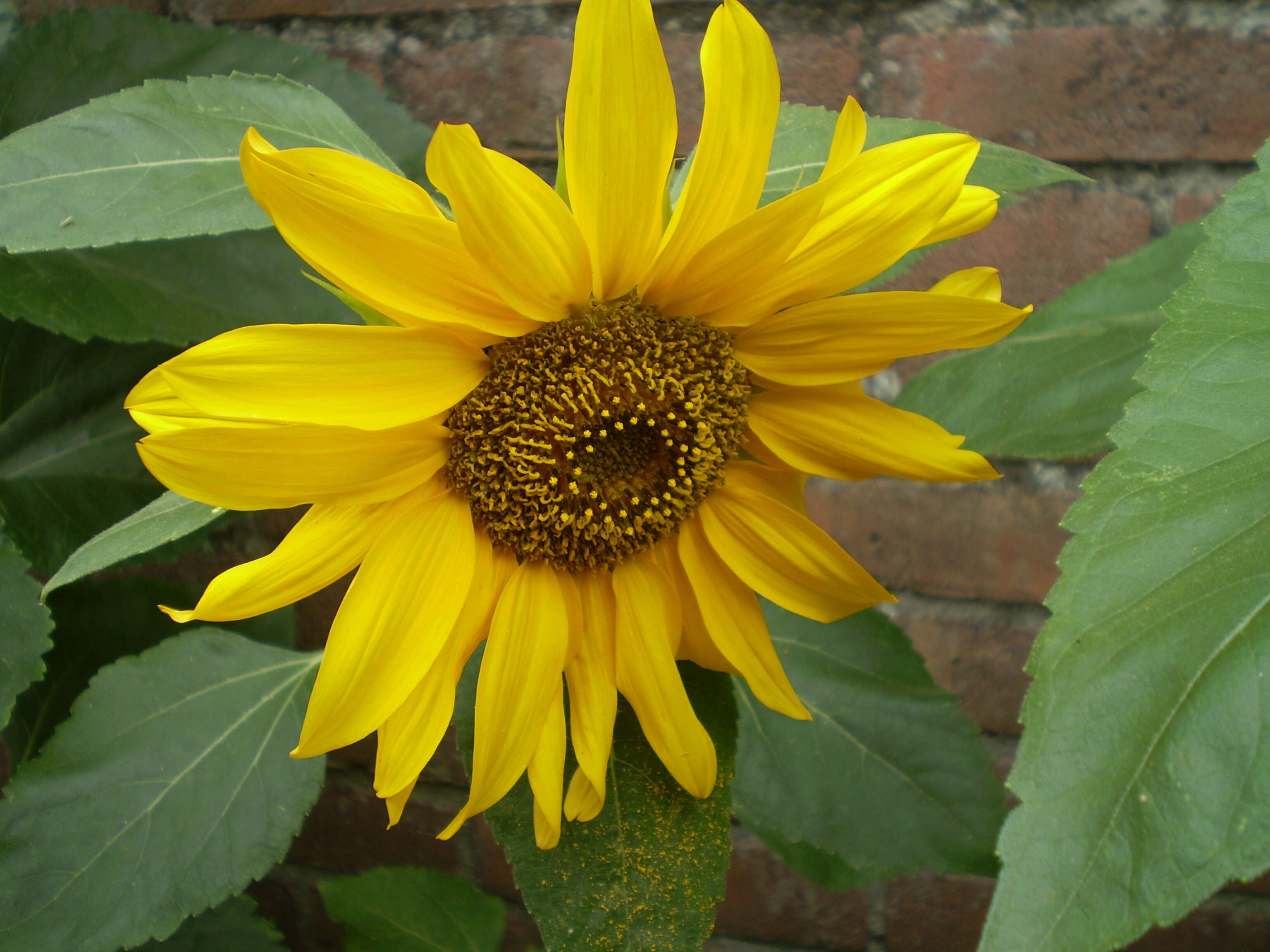 Image of common sunflower