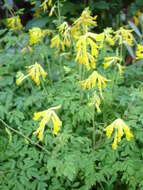 Image of yellow corydalis