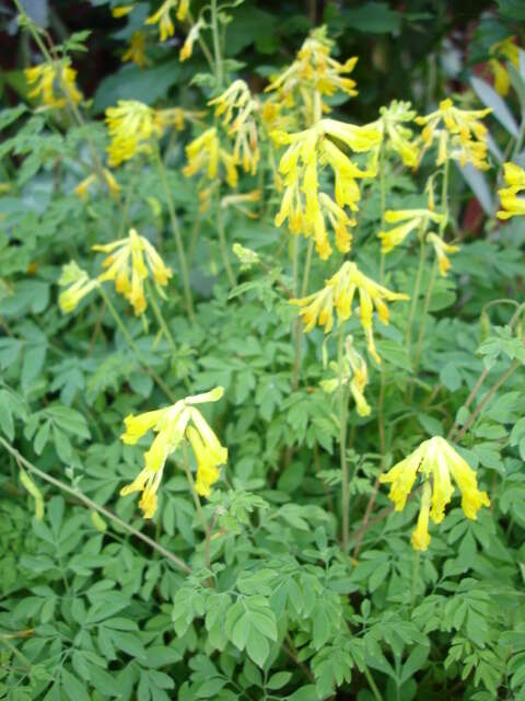 Image of yellow corydalis