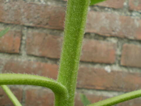 Image of common sunflower