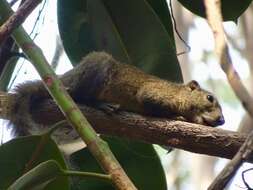 Слика од Callosciurus pygerythrus (I. Geoffroy Saint-Hilaire 1833)