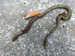 Image of Travancore Hills Thorntail Snake