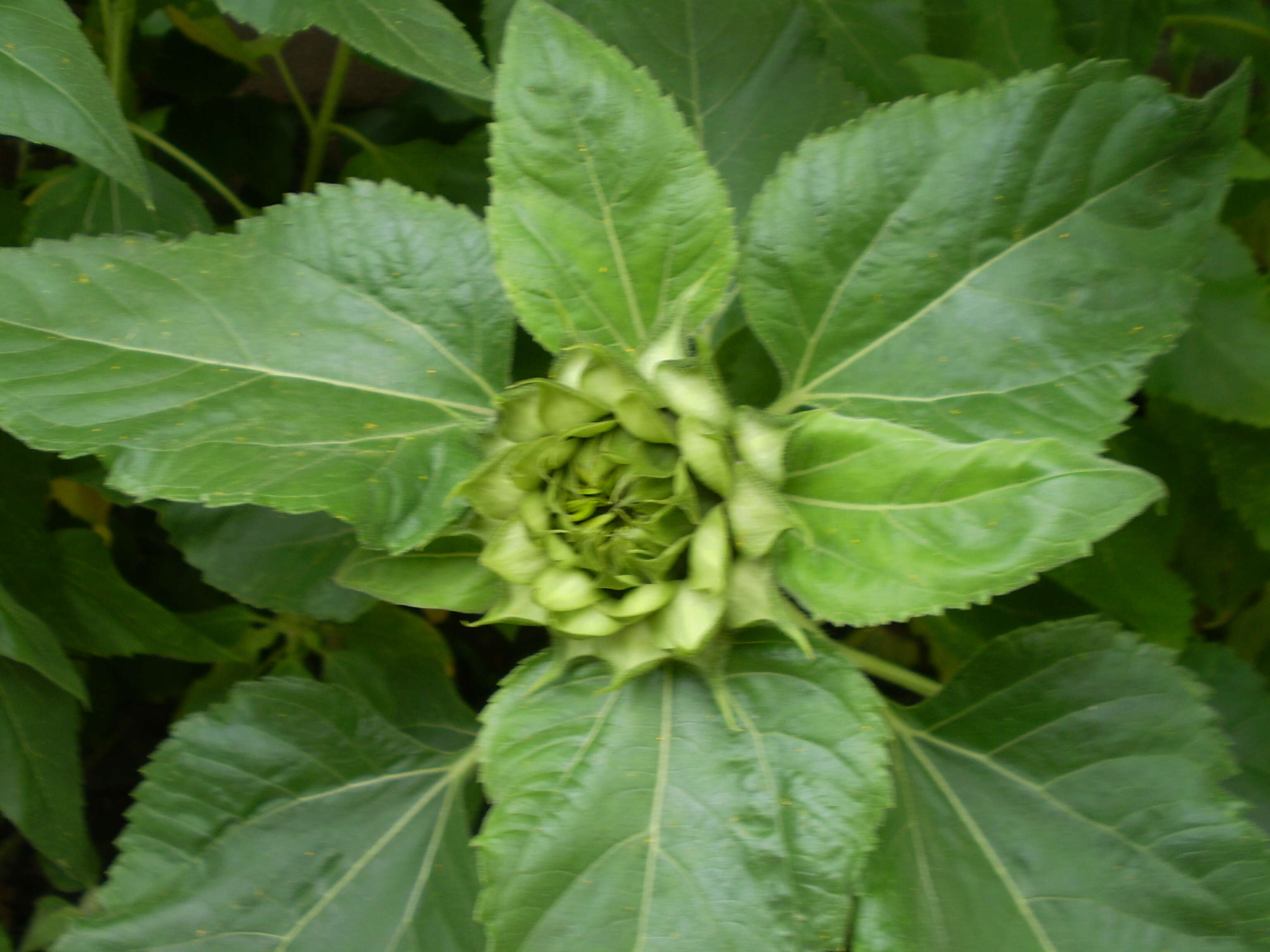 Image of common sunflower