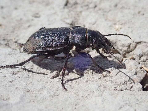 Слика од Callisthenes (Chrysostigma) cancellatus (Eschscholtz 1833)