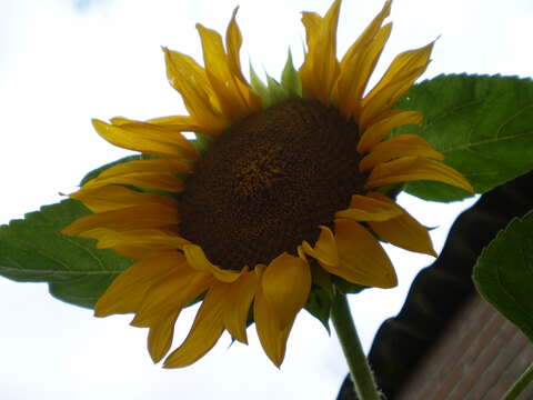 Image of common sunflower