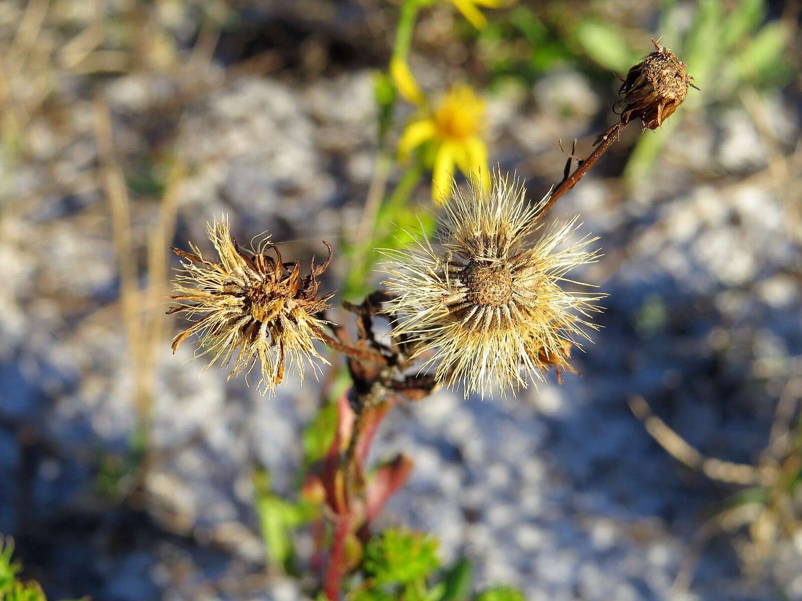 Image of scrubland goldenaster