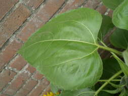 Image of common sunflower