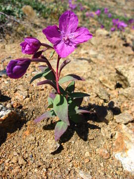 Image de Epilobium latifolium L.