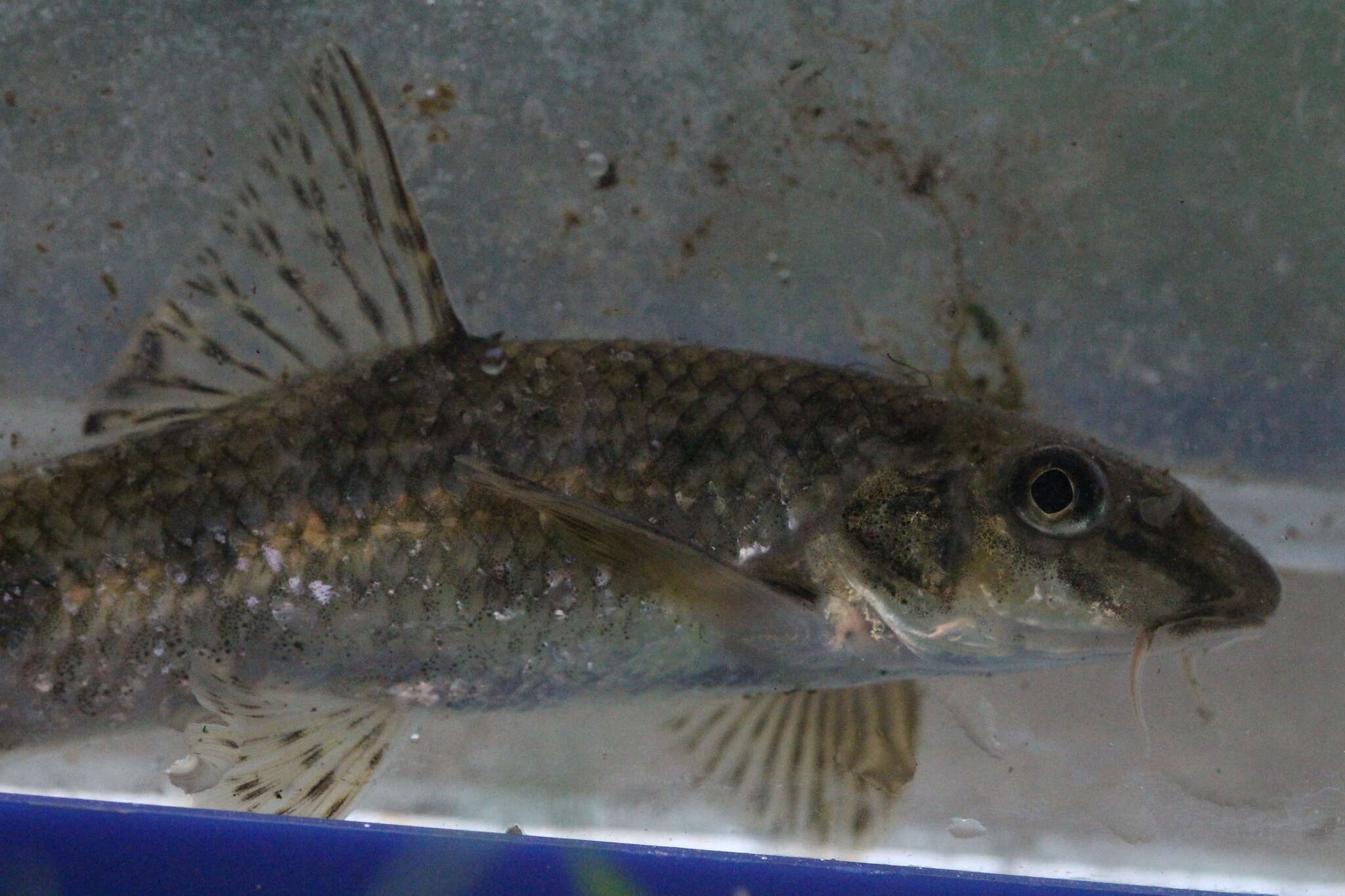 Image of Languedoc gudgeon