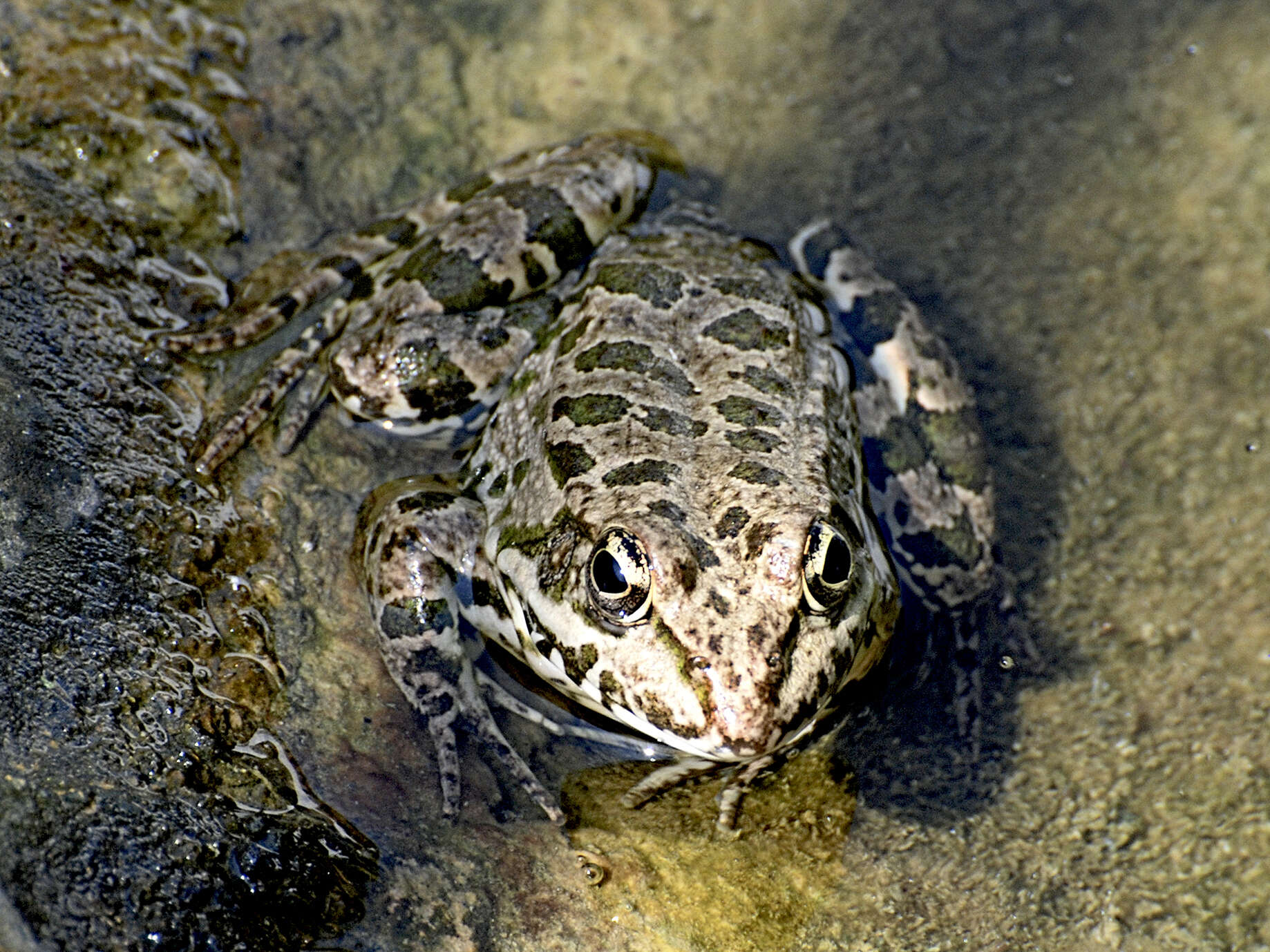 Image de Pelophylax bedriagae (Camerano 1882)