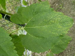 Image of common sunflower