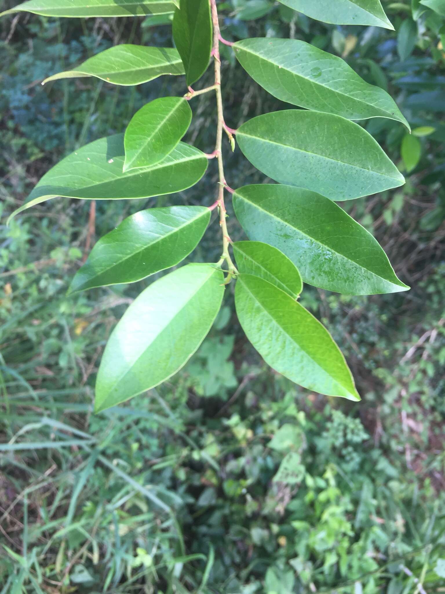 Prunus caroliniana (Mill.) Ait. resmi