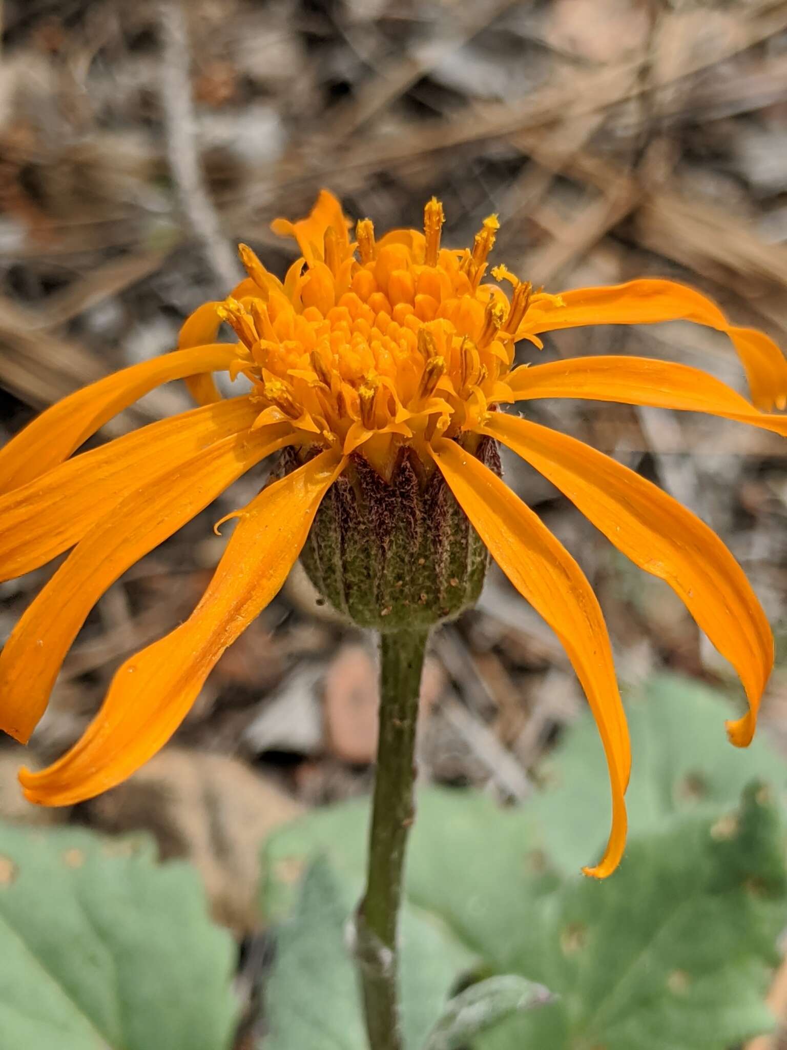 Image of flame ragwort