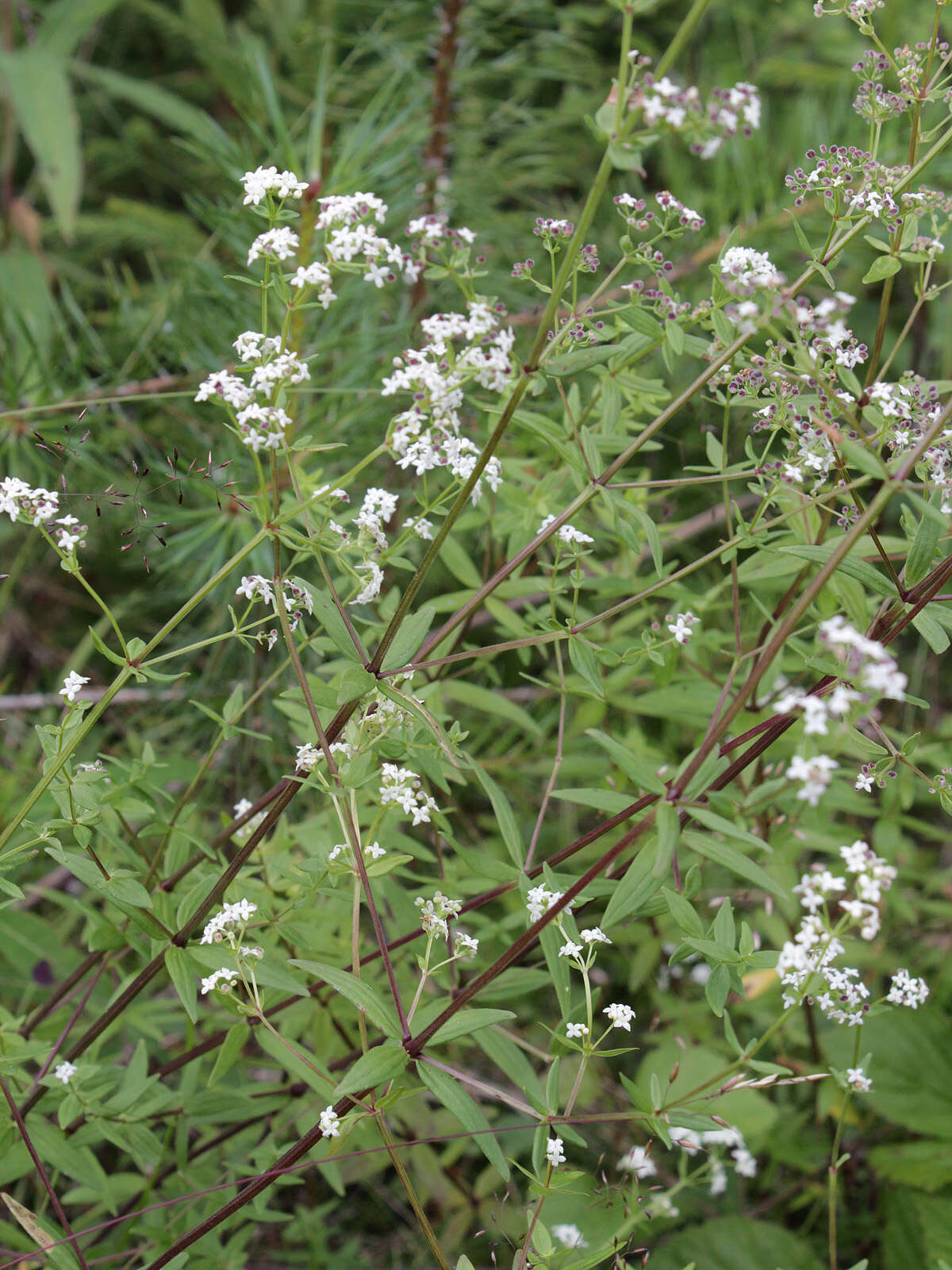 Image of Northern bedstraw