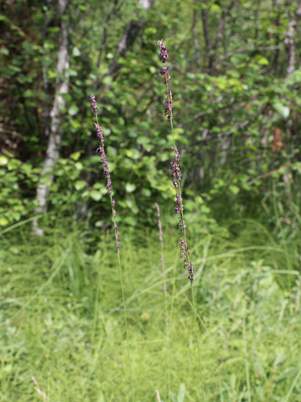 Image of Purple Moor Grass