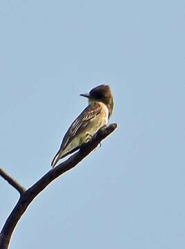 Image of Olive-Sided Flycatcher