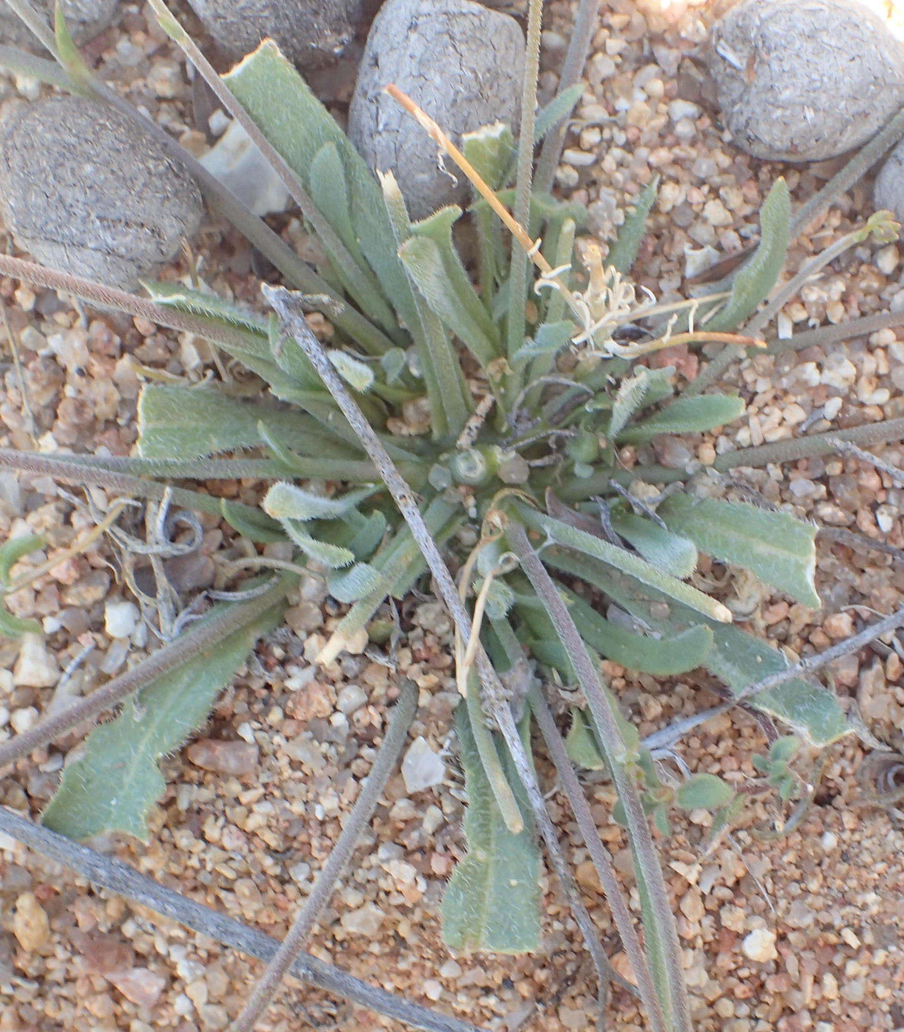 Image of Wahlenbergia annularis A. DC.