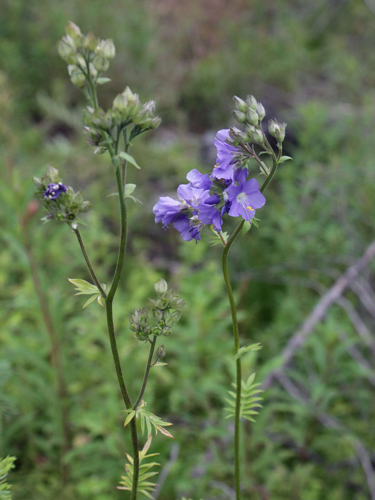 Image of Jacob's Ladder