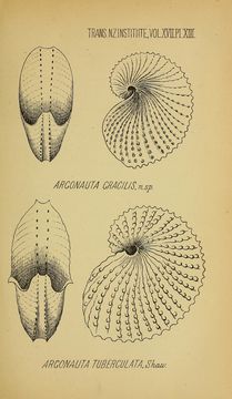 Image of <i>Argonauta nodosa</i>