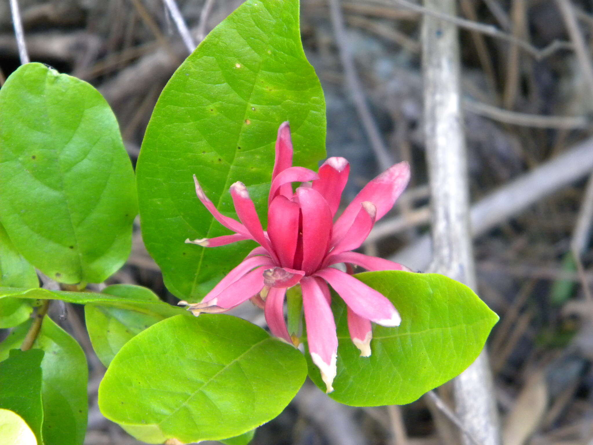 Image de Calycanthus occidentalis Hook. & Arn.