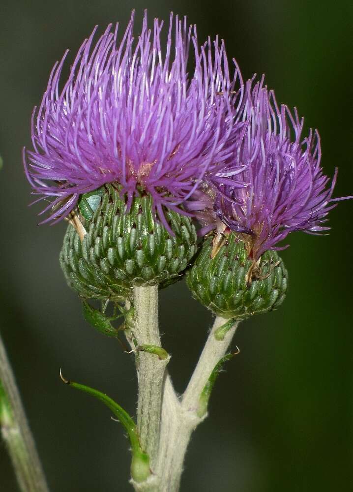 Imagem de Cirsium monspessulanum (L.) Hill