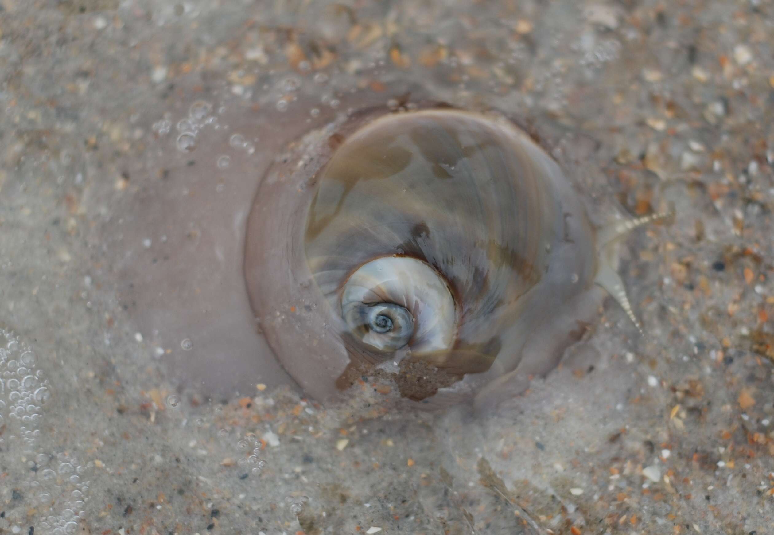 Image of lobed moonsnail