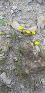 Image of sprawling needle sunrose