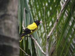 Image of Black-hooded Oriole