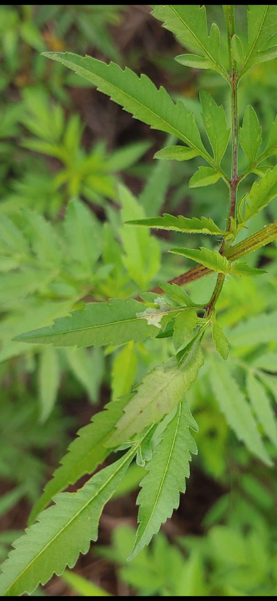 Image of Calycomyza platyptera (Thomson 1869)